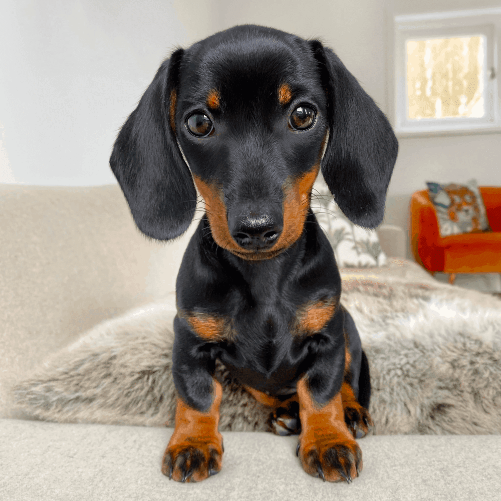 Dachshund Puppy Training Guide - DachWorld.com