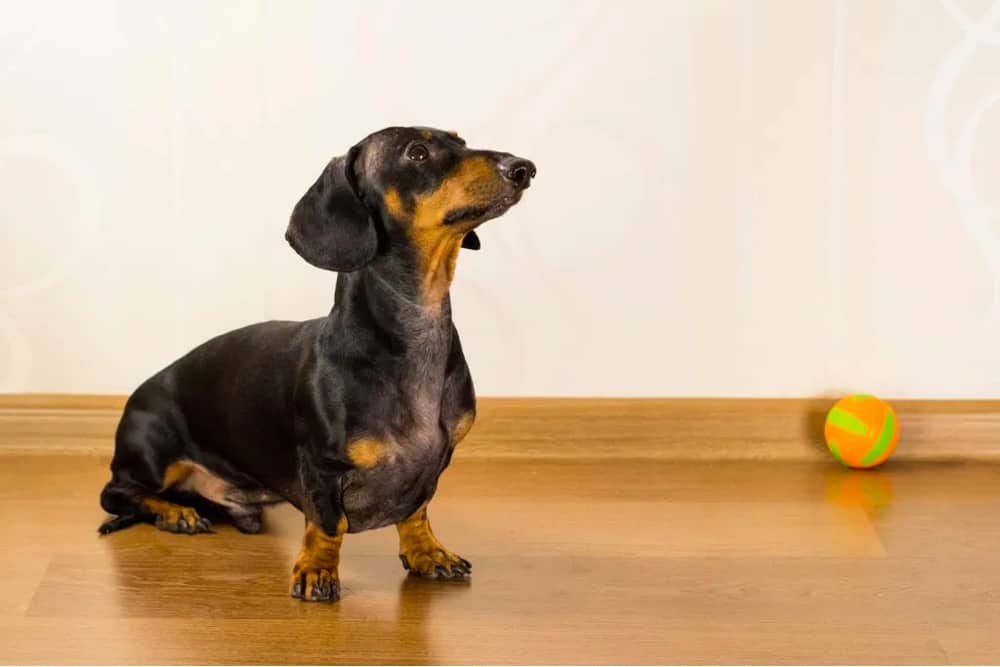 are-you-a-dachshund-person-dachworld