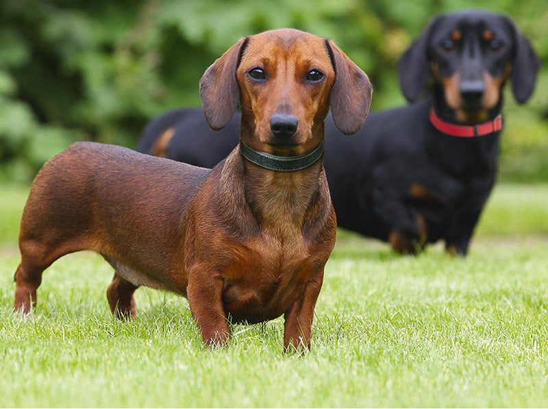 Top 24+ Most Popular Dachshund Mixes picture