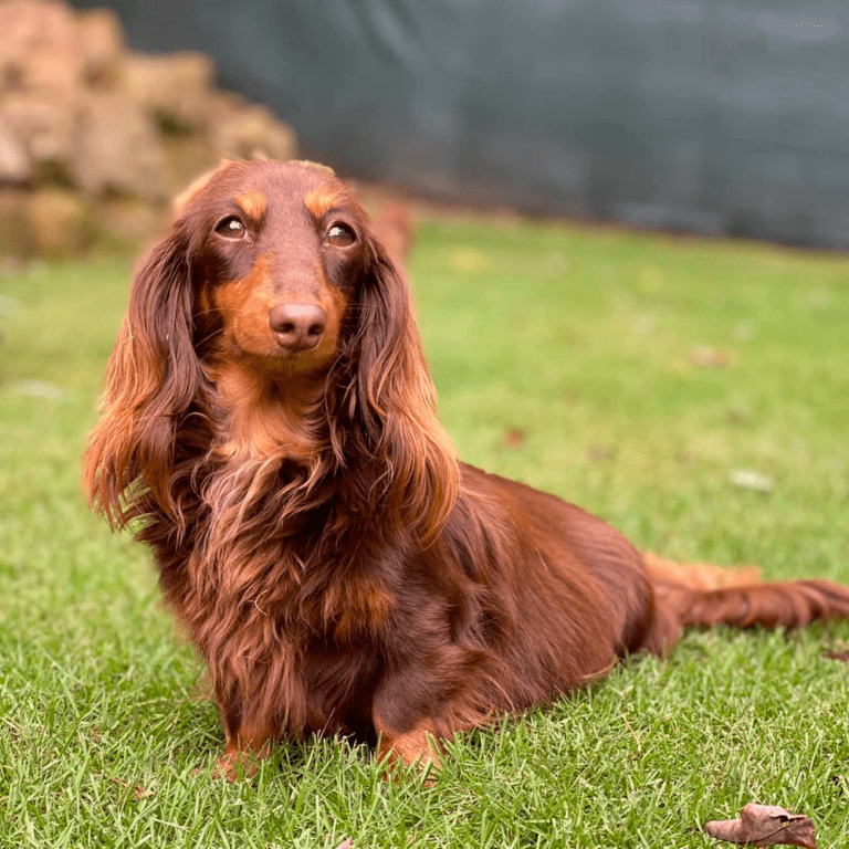 Long Haired Dachshunds Fun Facts, Health, Care, and Training Tips