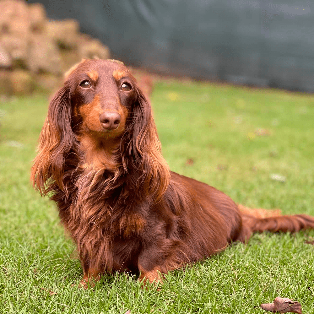 Long Haired Dachshunds: Fun Facts, Health, Care, And Training Tips