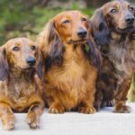 Long-Haired Dachshunds: Complete Guide on Health, Temperament, and Grooming