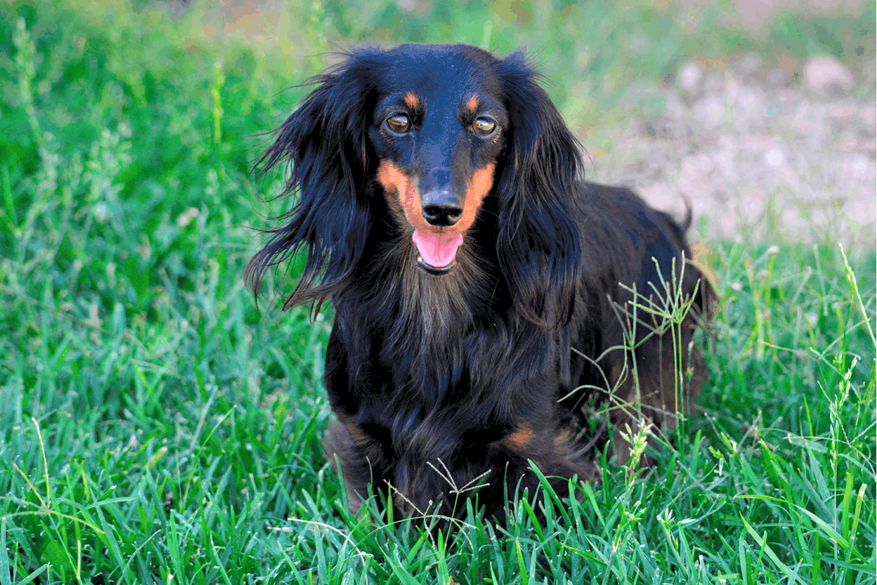 Long Haired Dachshund: Fun Facts, Health, Care, and Training Tips