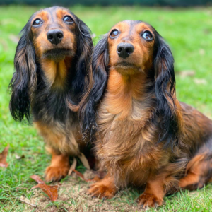 Long Haired Dachshunds: Fun Facts, Health, Care, and Training Tips