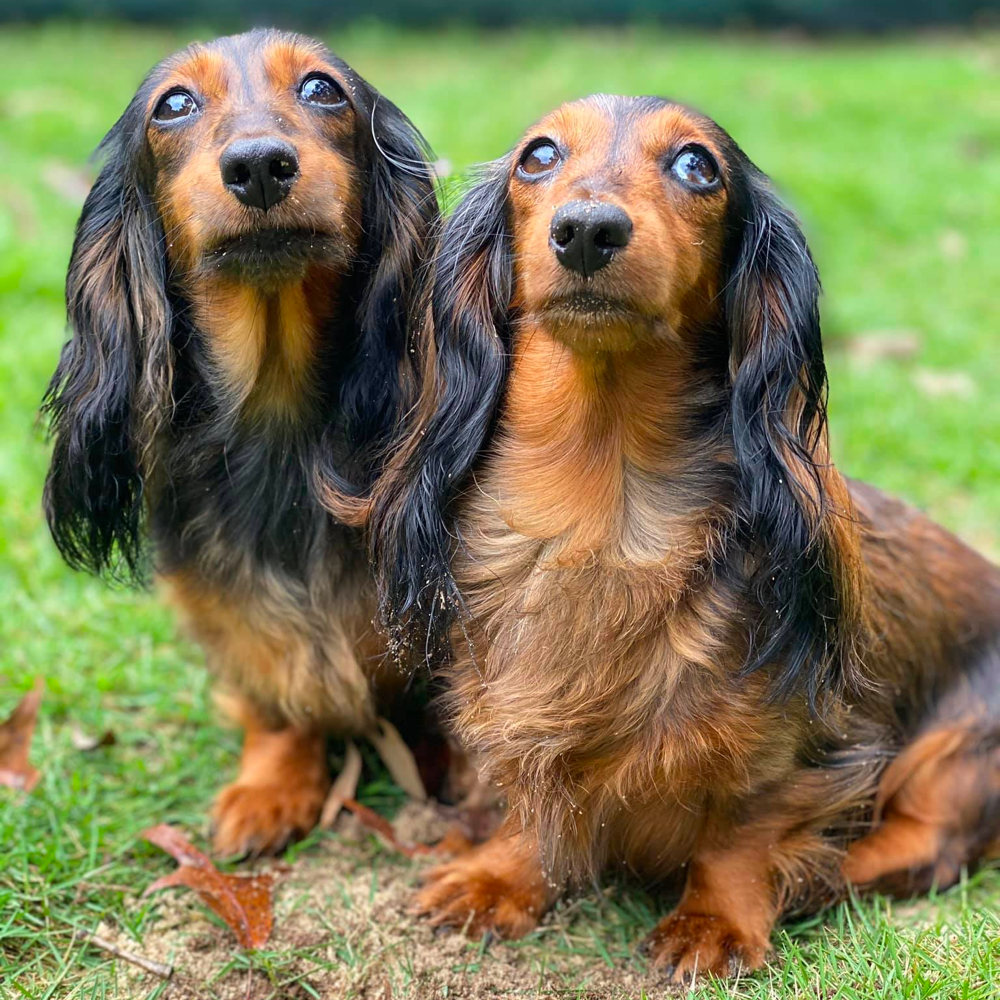 does dachshund hair grow back