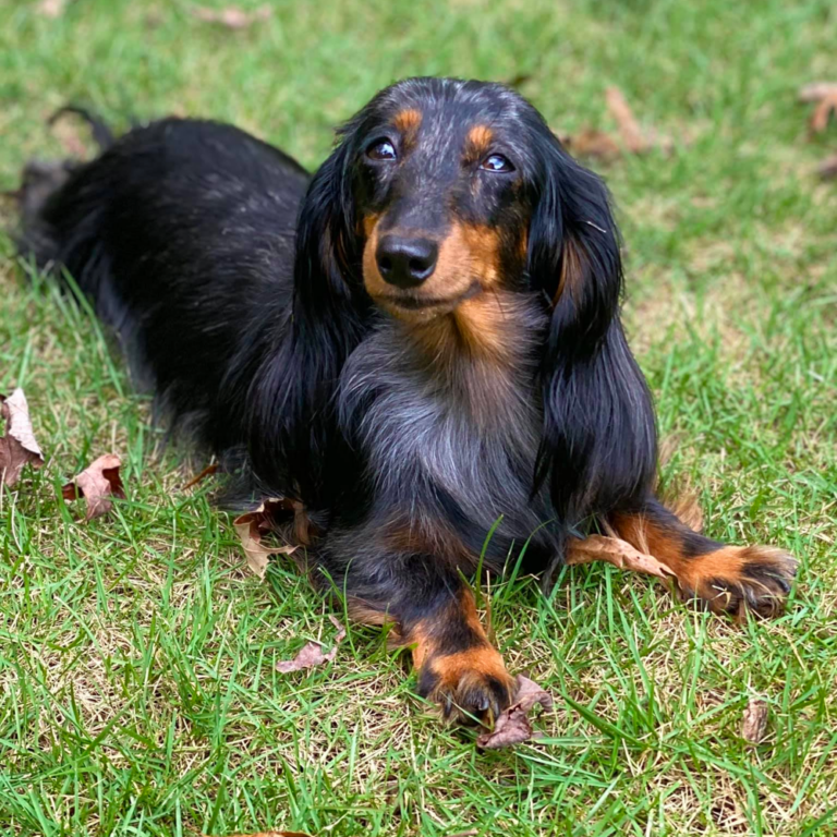 Long Haired Dachshunds: Fun Facts, Health, Care, and Training Tips