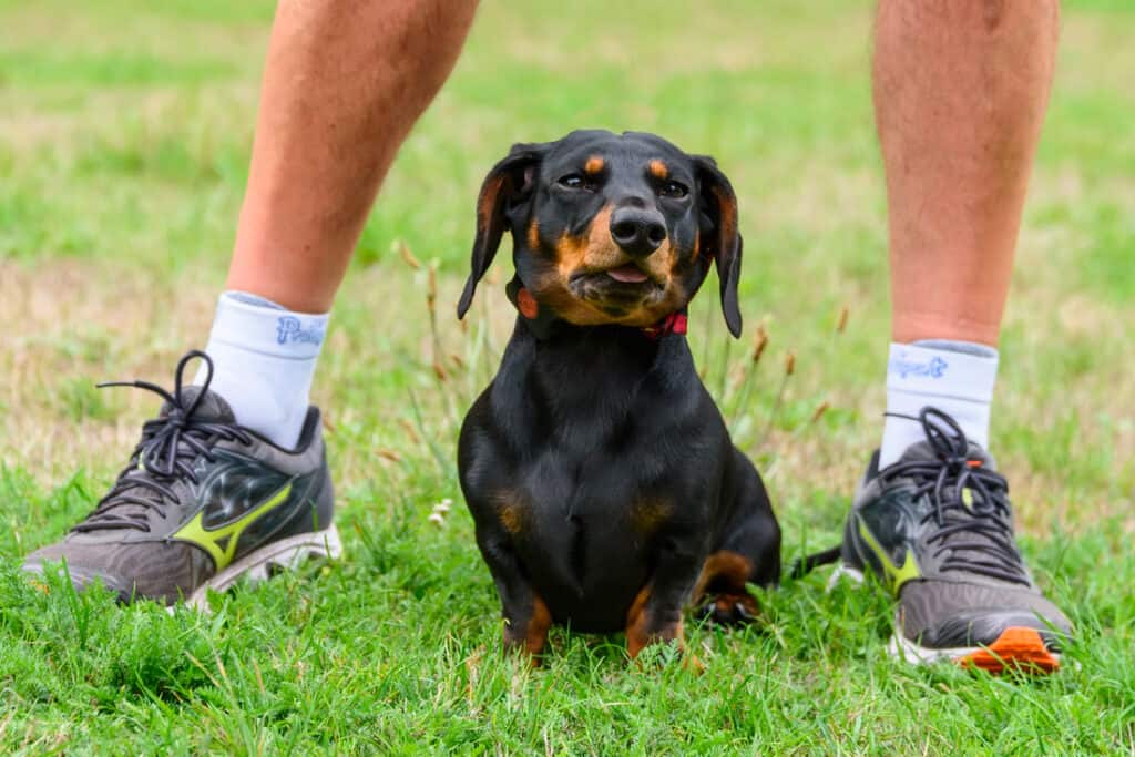 Are you a Dachshund person? - DachWorld.com