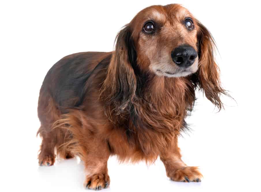 Senior Dachshunds - DachWorld.com