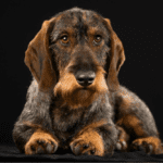 Wire-haired Dachshunds: History, Health, Temperament and Fun Facts