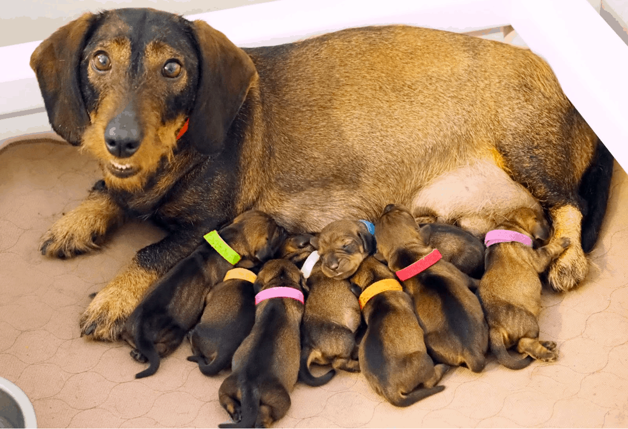 Dachshund Pregnancy And Whelping The Complete Guide