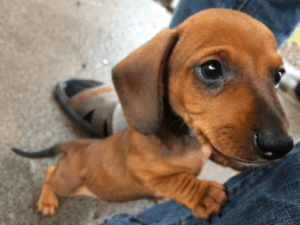 Dachshund Puppy Training Guide - DachWorld.com