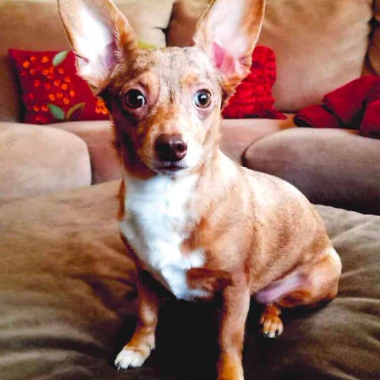 German Taco or Mexican Hot Dog? The Chihuahua Dachshund Mix