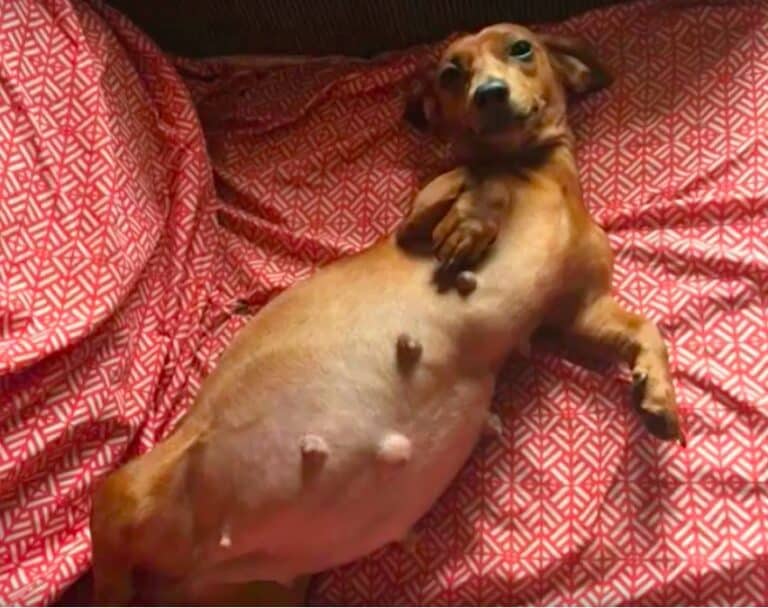 dachshund-pregnancy-and-whelping-the-complete-guide