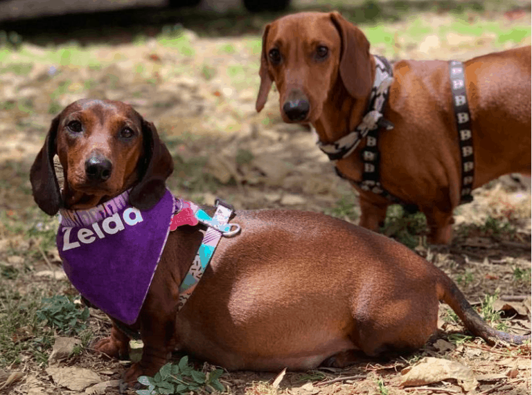 Dachshund Pregnancy and Whelping The Complete Guide