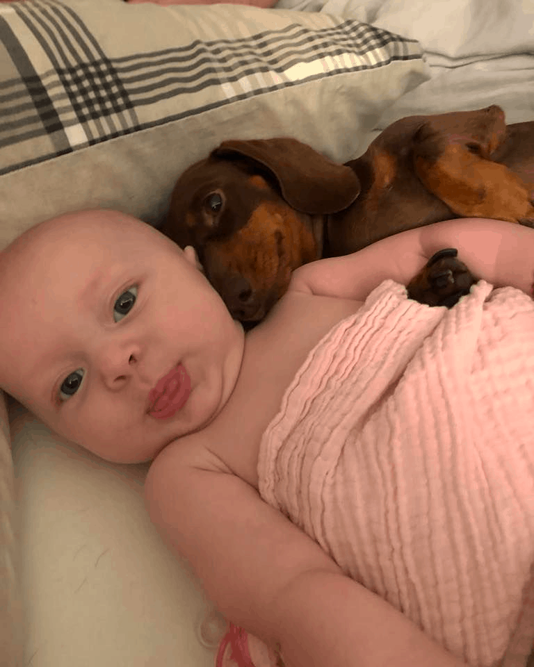 Are Dachshunds Good With Babies