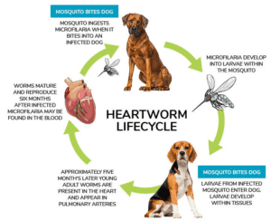 Heartworms in dogs: Symptoms - Treatment - Prevention - DachWorld.com