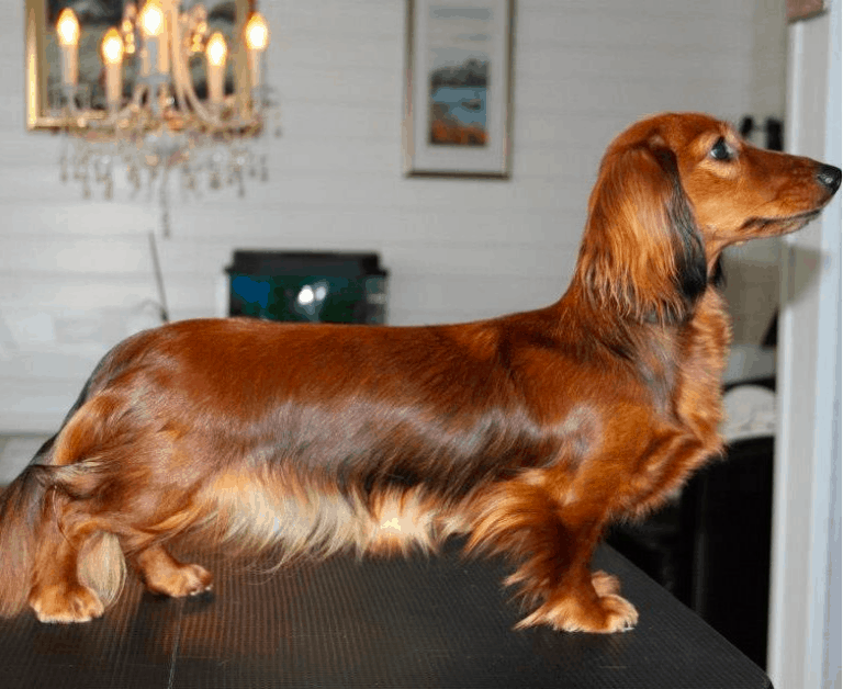 Grooming Your Dachshund Essential Tips From Professional Groomer