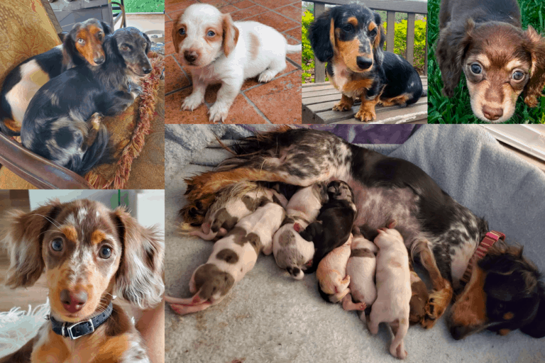 Top 13 Best Dachshund Breeders In Florida 2021