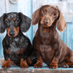 Male or Female Dachshund: Which sex is best for you?