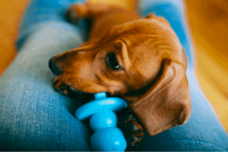 Top 20+ Best Dog Toys for Dachshunds in 2021