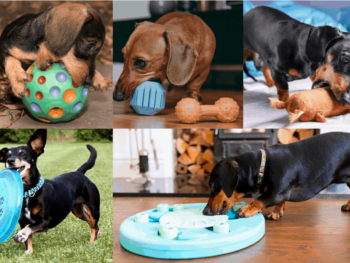 best chew toys for dachshunds