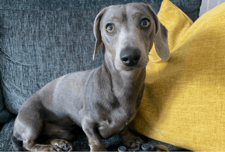 Blue Dachshund: Breed Info, Temperament, Health, And Costs