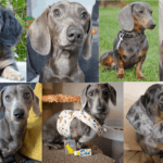 Blue Dachshund: Breed Info, Temperament, Health, and Costs