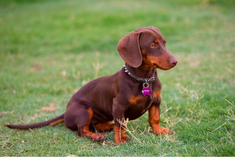 Dachshund Colors Patterns And Markings Explained With Pictures   Chocolate And Tan Dachshund 768x512 