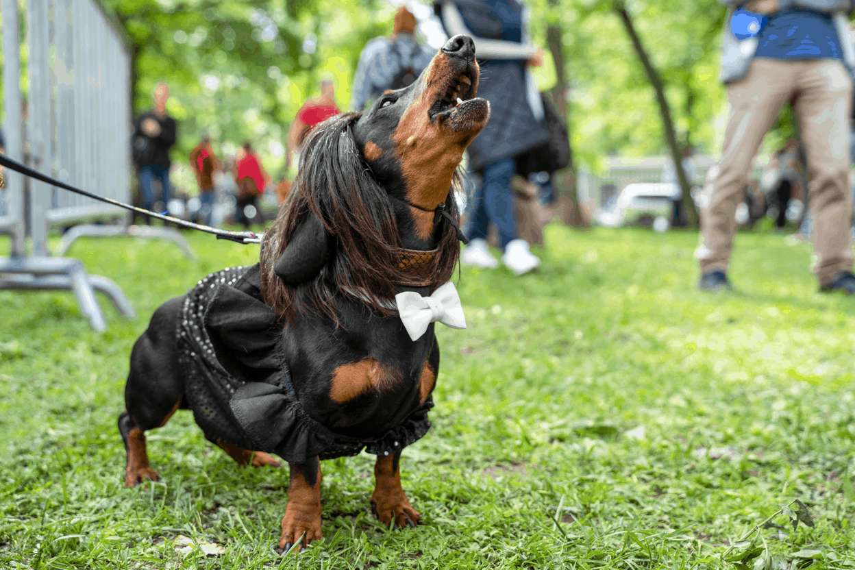 does the dachshund bark