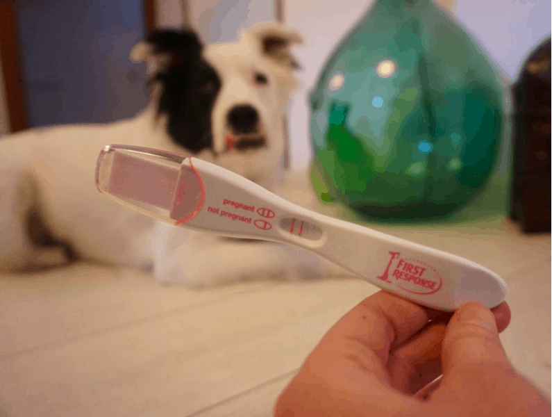 is there dog pregnancy test