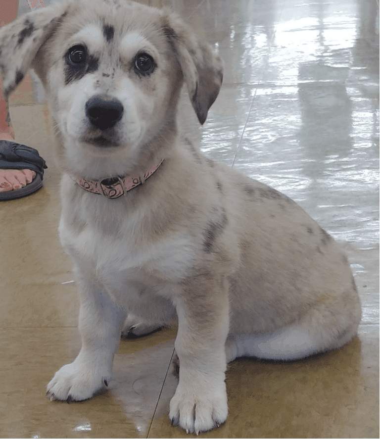 Dachshund Husky Mix - Breed Info, Temperament, Facts, Heath and Care