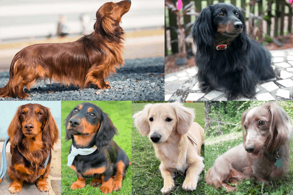Dachshund Colors, Patterns And Markings Explained With Pictures