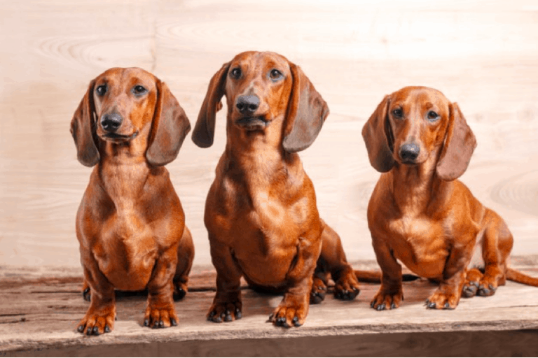 Dachshund Colors, Patterns and Markings Explained With Pictures