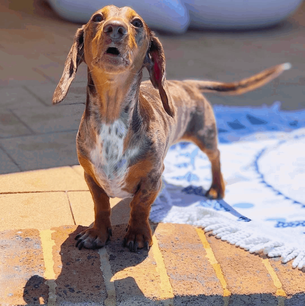 does the dachshund bark