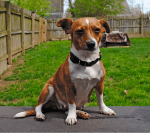 Jack Russell Terrier Dachshund Mix: Breed Info, Temperament, And Facts