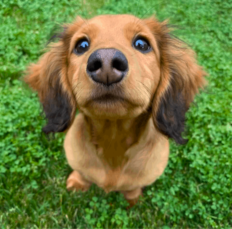 Miniature Dachshund Puppy Long Hair Red Dapple ID:14463 Located at