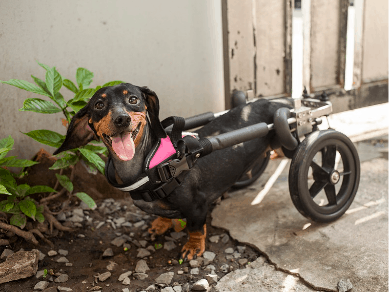 wheelchairs for dachshund