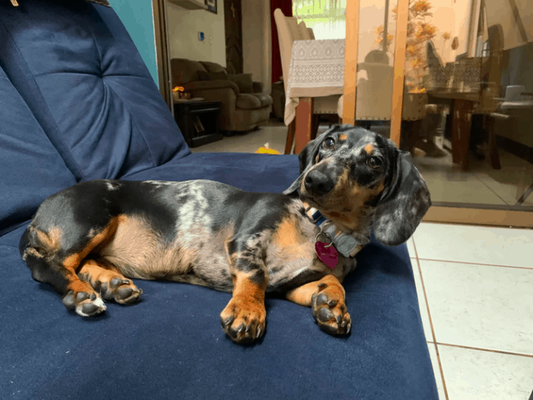 At What Age Do Dachshunds Stop Growing?