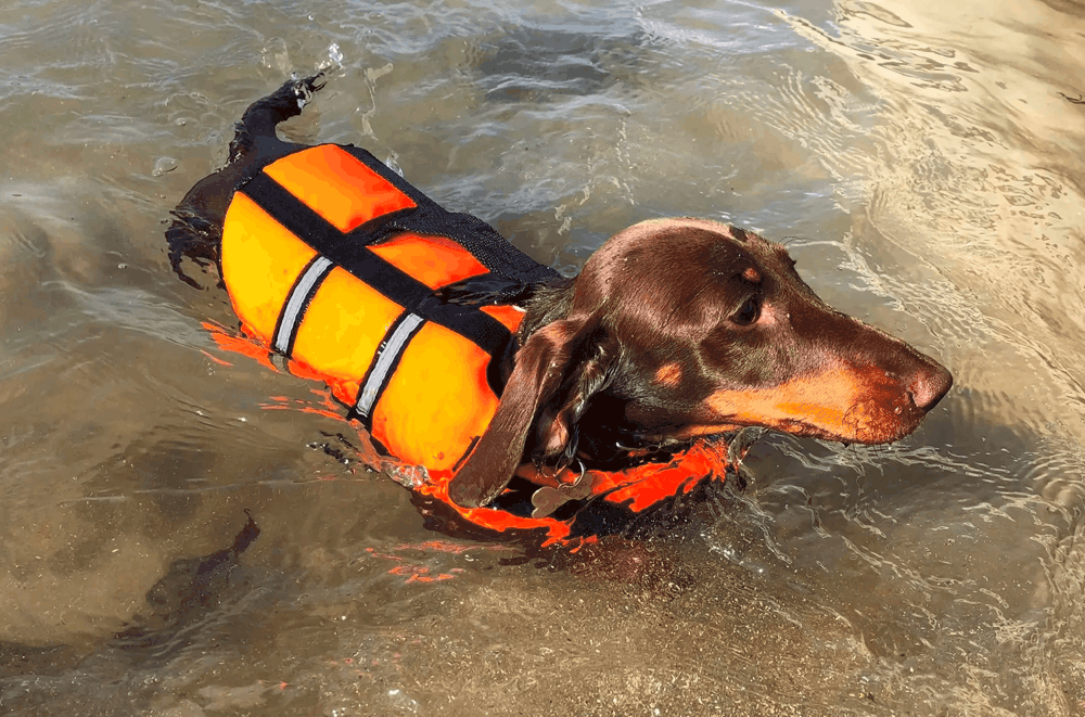 Best Life Jacket for Dachshunds