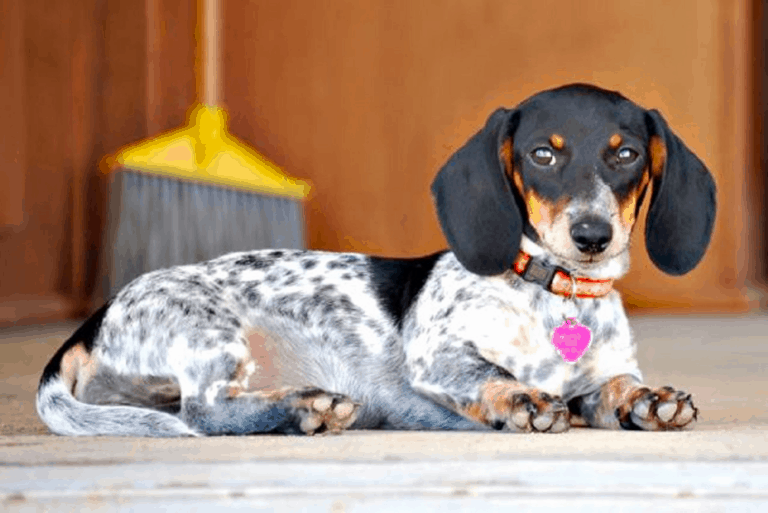 Piebald Dachshund Temperament Health Costs And Pictures