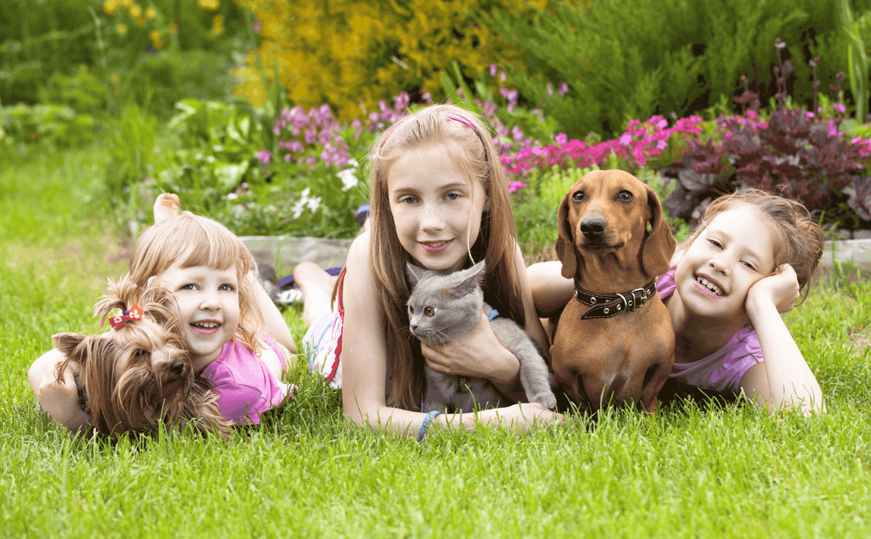 Dachshund Good for Family with Children