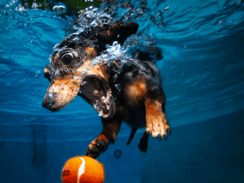 Dachshund swimming underwater