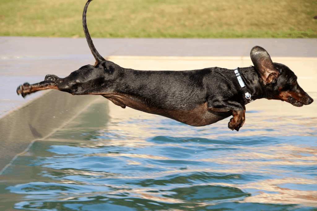 Do dachshunds like to swim