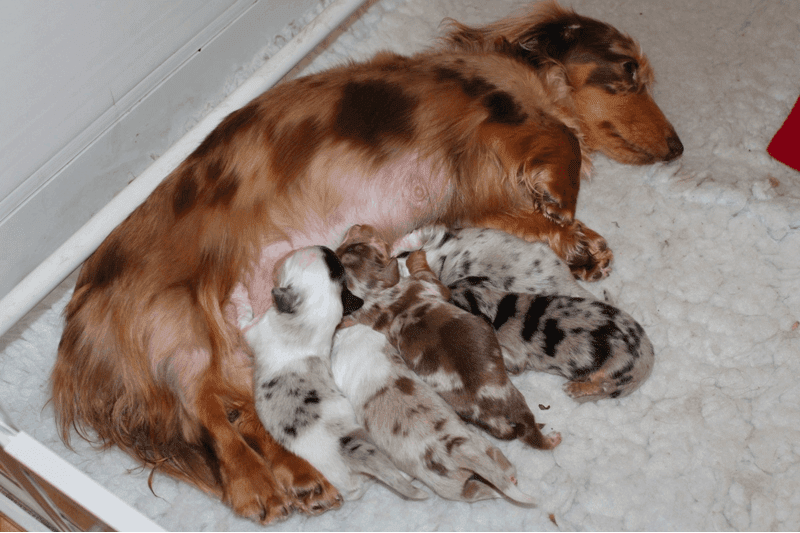 Dapple Dachshunds – Temperament, Health, Costs And Pictures