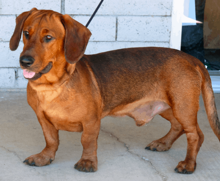 Basset Hound Dachshund Mix: Breed Info, Temperament, Health And Care