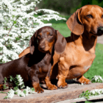 How Much Does a Dachshund Cost? (Full Breakdown of Initial Price and Yearly Costs)