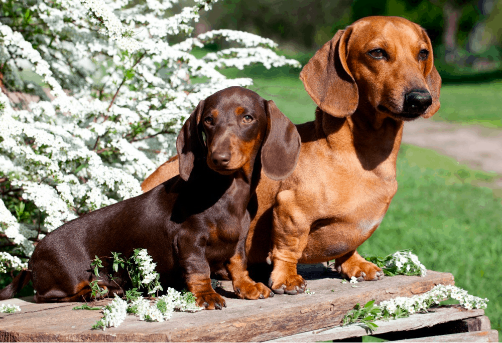 At what age do dachshunds stop growing?