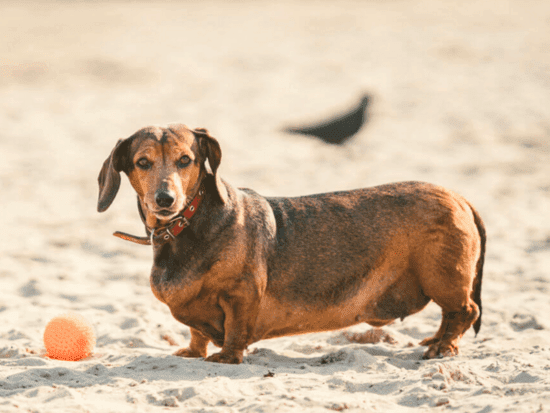 At What Age Do Dachshunds Stop Growing?