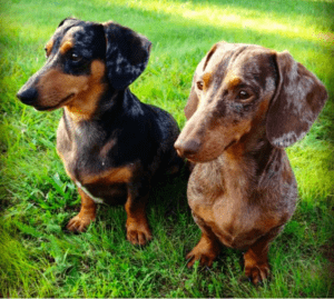 Dapple Dachshunds – Temperament, Health, Costs and Pictures