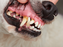 Why Do Dachshunds Have Bad Breath? And What to do?